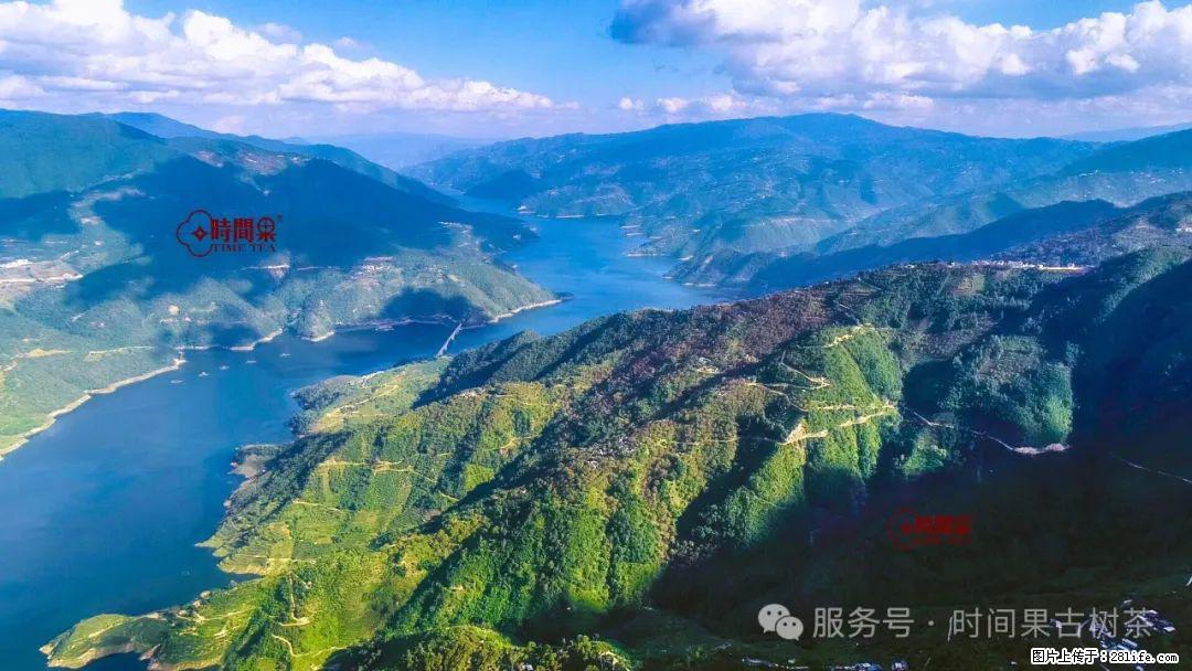 时间果百年古树龙珠普洱生茶 - 购物交流 - 烟台生活社区 - 烟台28生活网 yt.28life.com