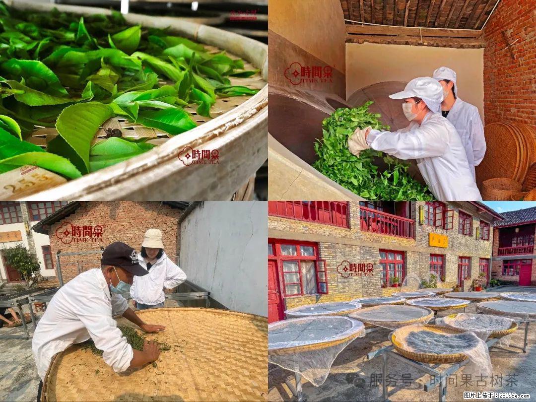 时间果百年古树龙珠普洱生茶 - 购物交流 - 烟台生活社区 - 烟台28生活网 yt.28life.com