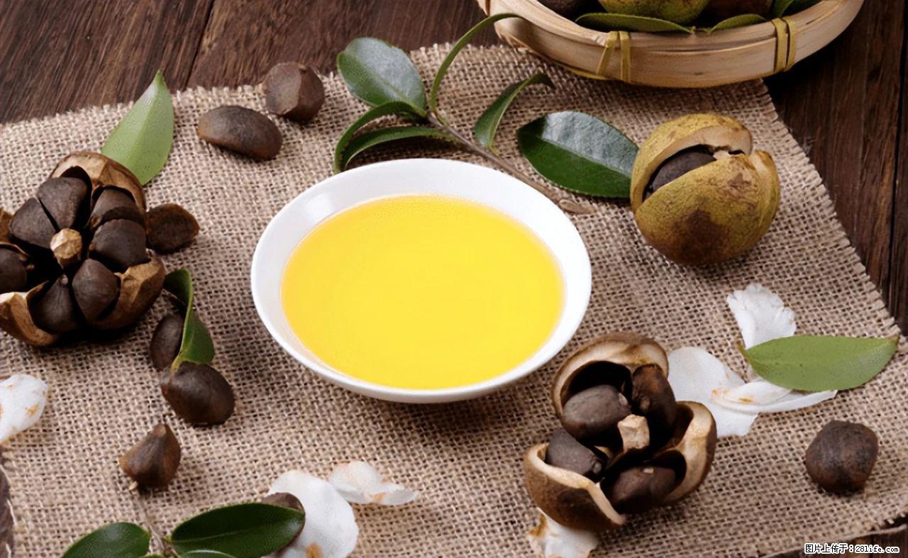 揭秘茶油的5大核心营养成分！被称为人体健康的“守护盾”！ - 烟台生活资讯 - 烟台28生活网 yt.28life.com