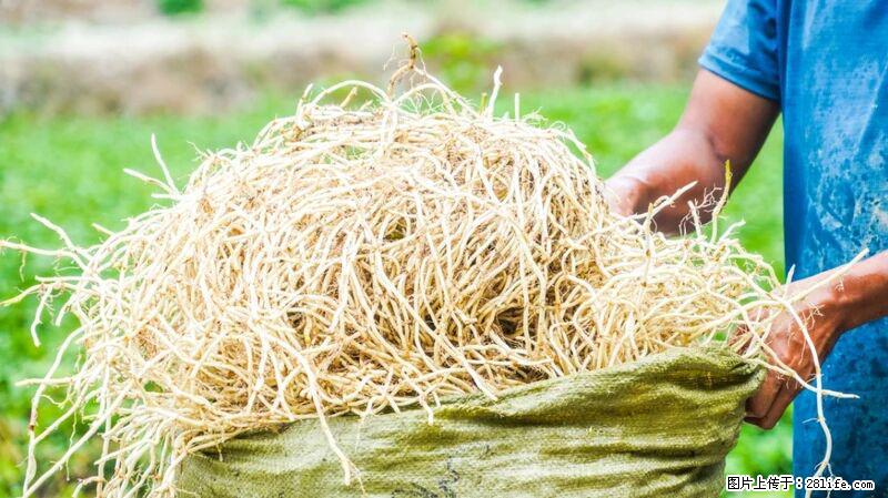 堪称“最难吃”的蔬菜，却是 “抗辐射神器”，还能护肺、清热、止咳化痰！ - 烟台生活资讯 - 烟台28生活网 yt.28life.com