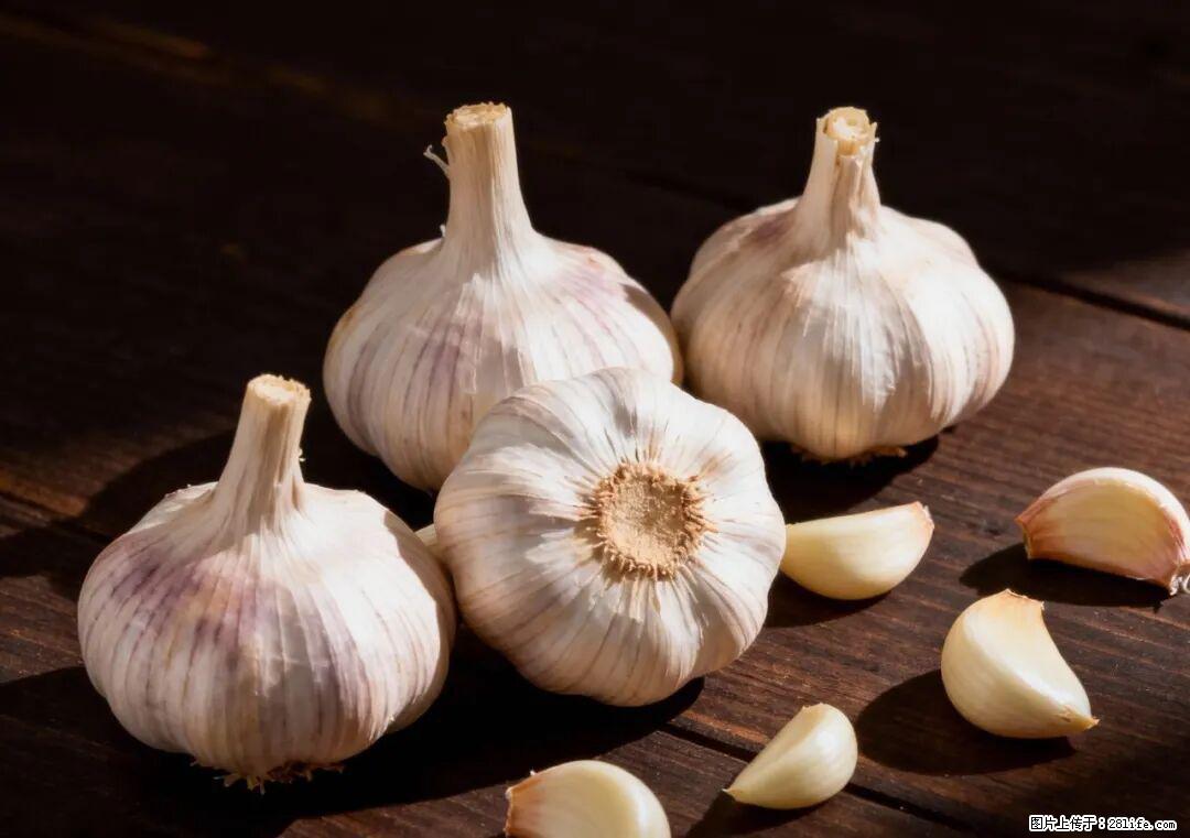 关于大蒜，除了“天然抗生素”，这4个谣言更该警惕! - 烟台生活资讯 - 烟台28生活网 yt.28life.com