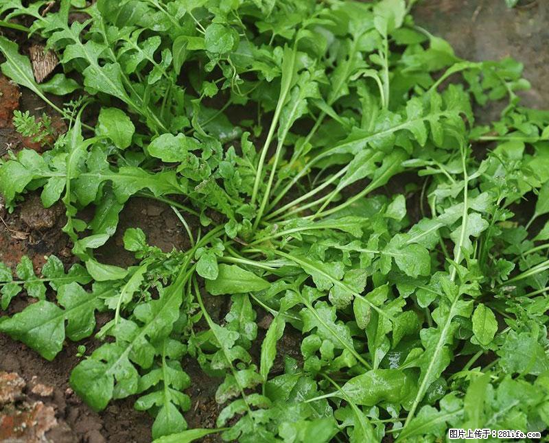 这些蔬菜是“天然钙片”,这6种被医生重点推荐 - 烟台生活资讯 - 烟台28生活网 yt.28life.com