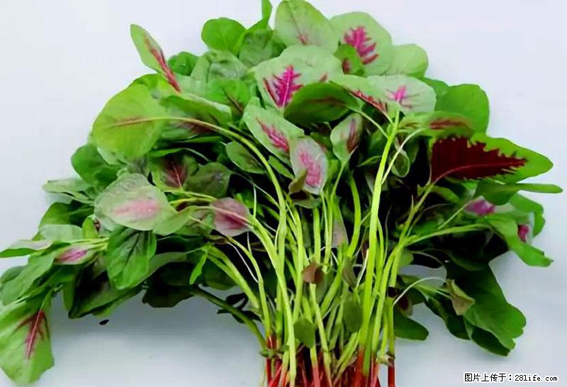 这些蔬菜是“天然钙片”,这6种被医生重点推荐 - 烟台生活资讯 - 烟台28生活网 yt.28life.com