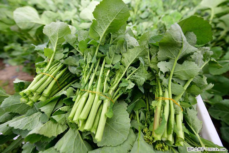 这些蔬菜是“天然钙片”,这6种被医生重点推荐 - 烟台生活资讯 - 烟台28生活网 yt.28life.com